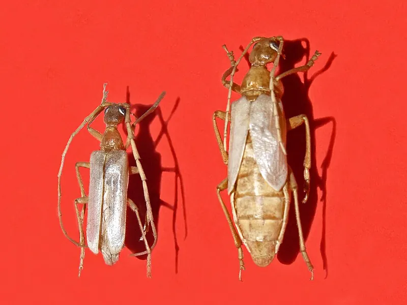 Dos escarabajos alargados de color claro, un macho y una hembra, sobre fondo rojo