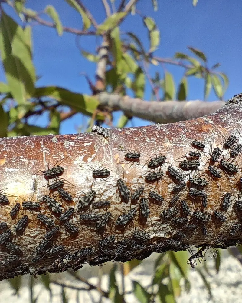 Rama de almendro cubierta de pequeños insectos oscuros