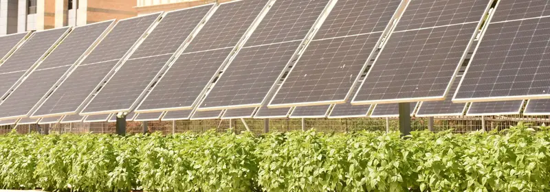 Hileras de cultivo bajo placas solares elevadas en una parcela experimental de agrovoltaica