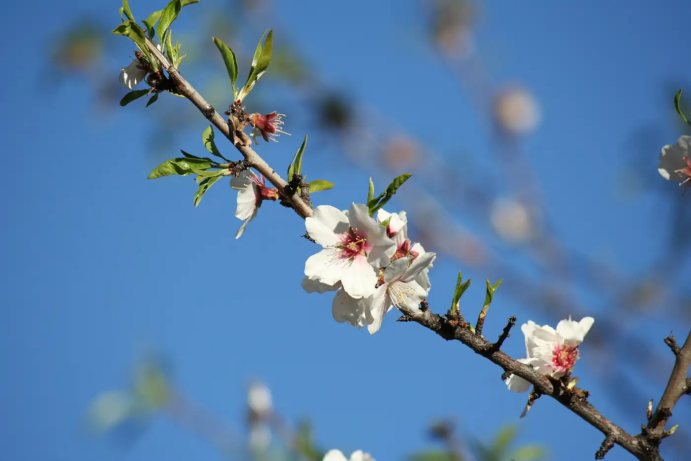 Flor de almendro contra el cielo azul