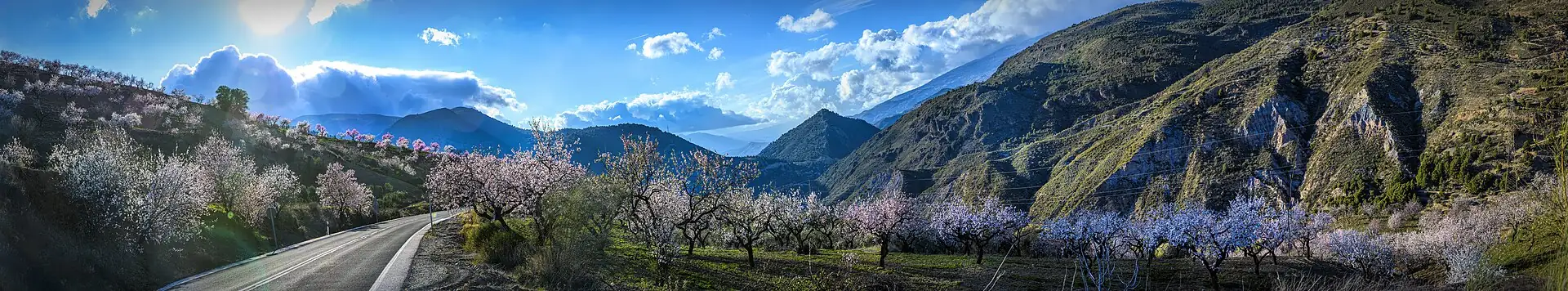 Almendros en flor en un valle, con la carretera al fondo
