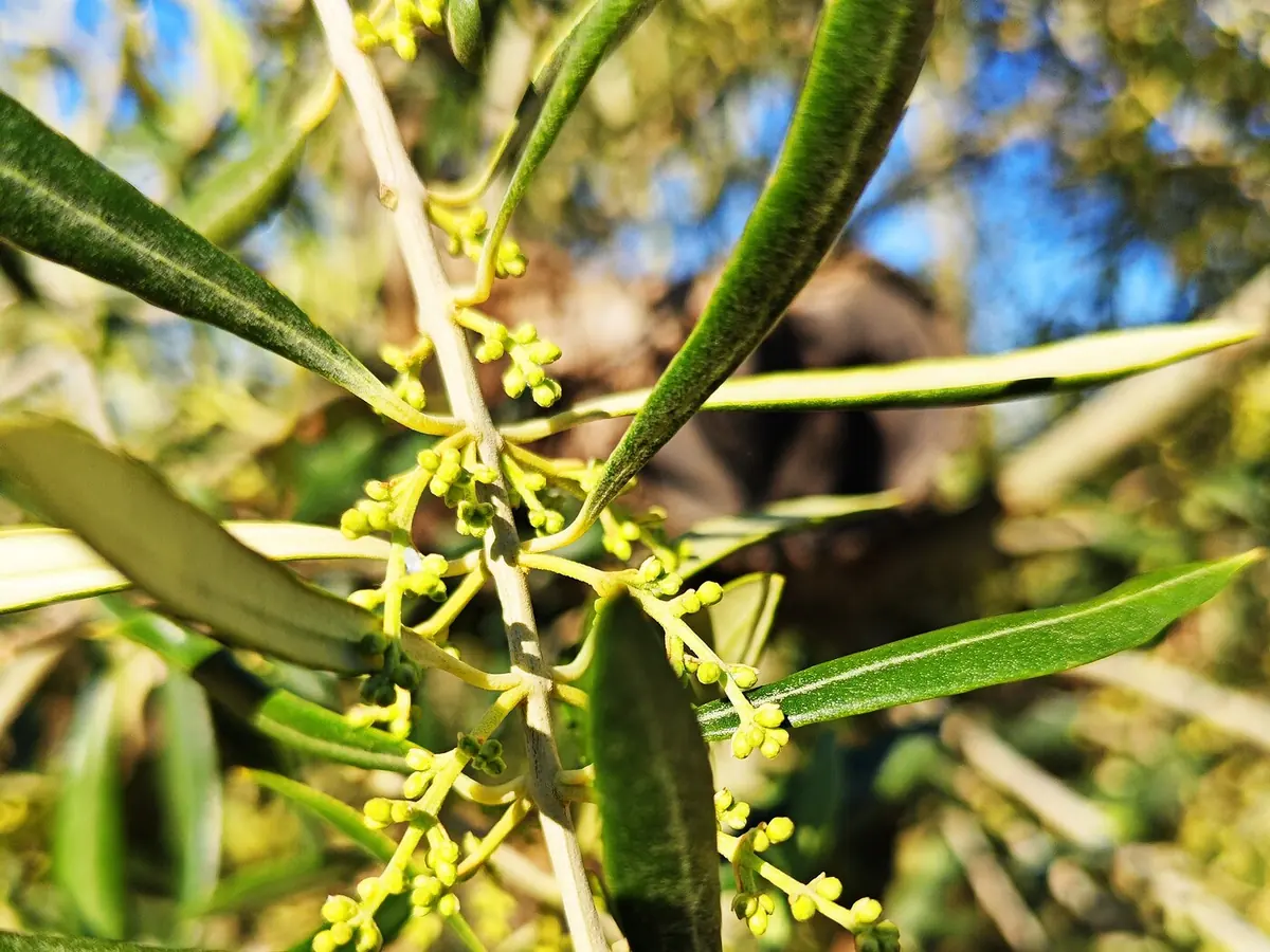 Flores del olivo en la rama durante la floración
