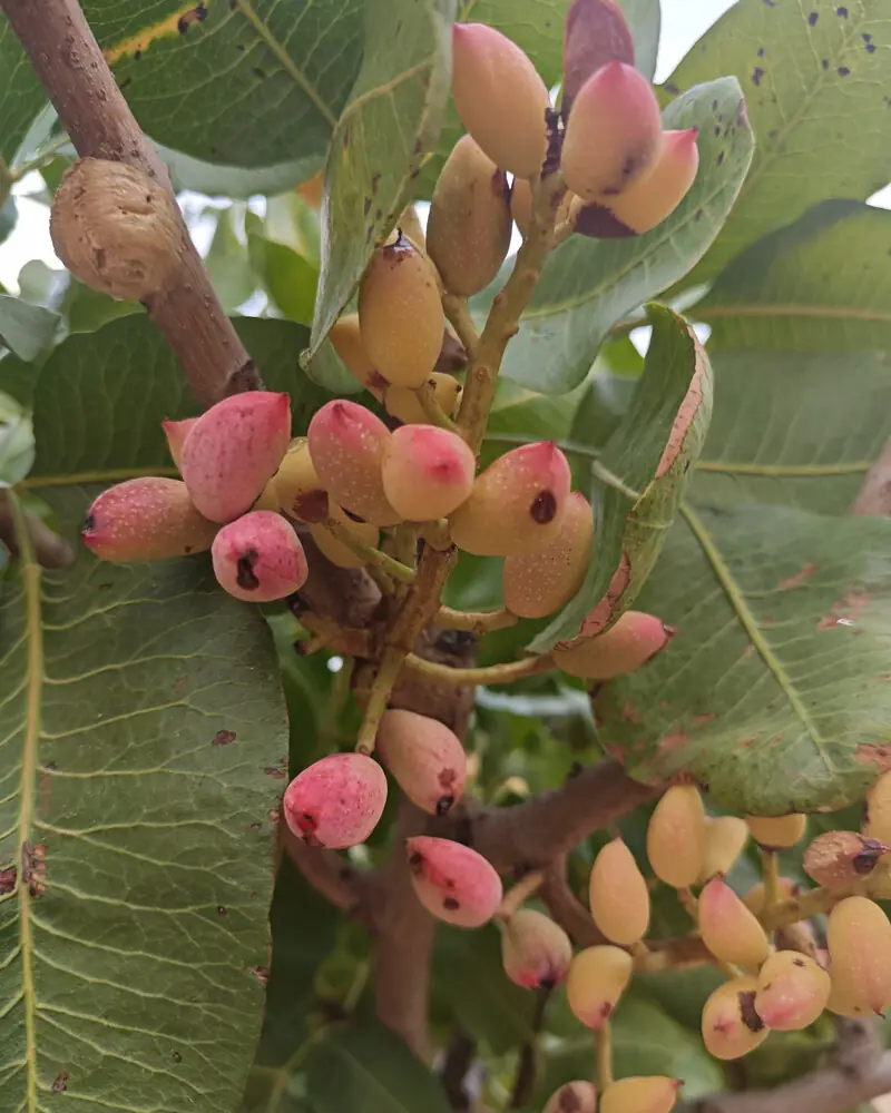 Racimos de pistachos con manchas oscuras en algunos frutos y en las hojas