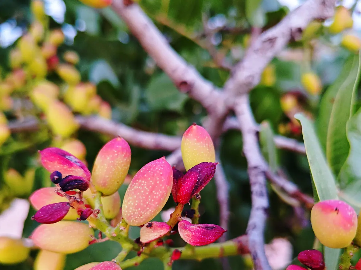 Racimo de frutos de pistacho rosados y amarillos en la rama
