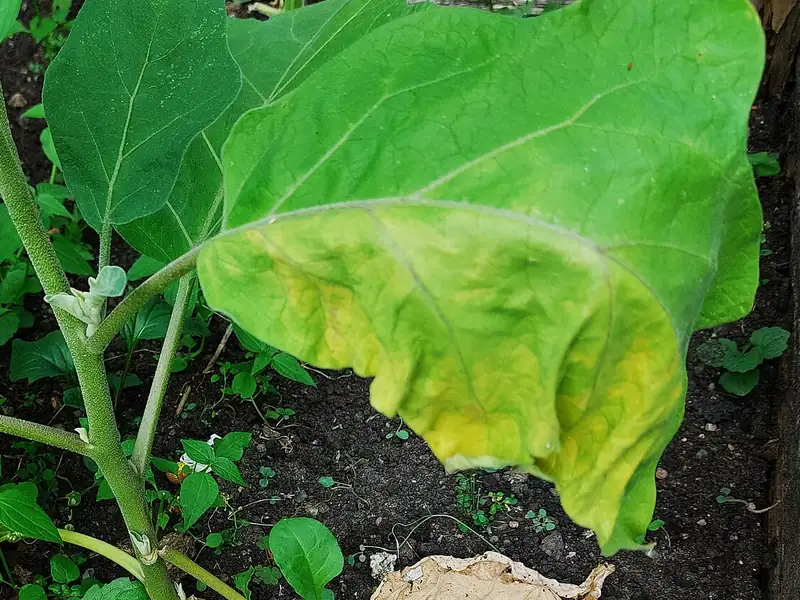 Hoja grande de berenjena amarilleando por un lado, junto a una hoja seca