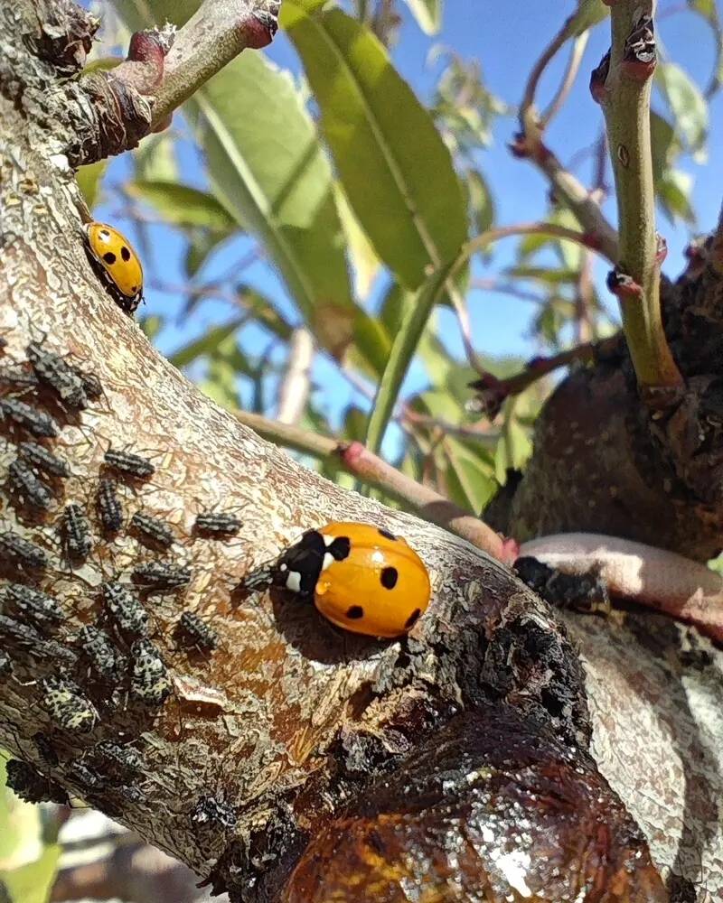 Rama de almendro con insectos, una mariquita y exudado de goma en la base