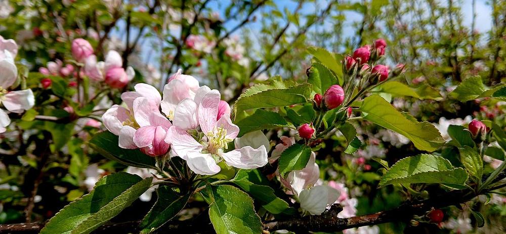 Flores de manzano rosas y blancas con yemas cerradas