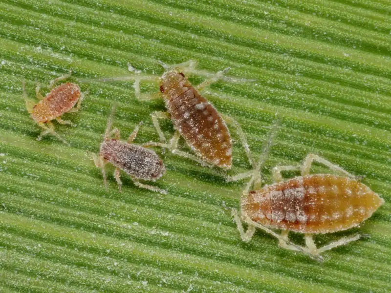 Cuatro pulgones pardo-anaranjados con polvillo ceroso blanquecino sobre una hoja verde