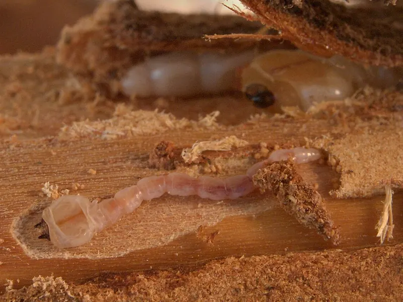 Larvas pálidas de coleóptero dentro de galerías excavadas en la madera de una raíz