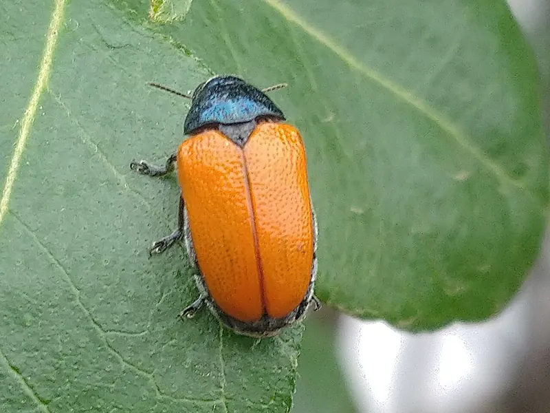 Escarabajo con élitros naranjas y cabeza azul metálica sobre una hoja verde