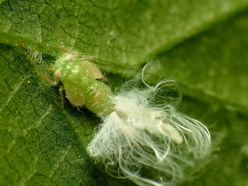 Ninfa verde de un psílido con filamentos cerosos blancos, bajo una hoja