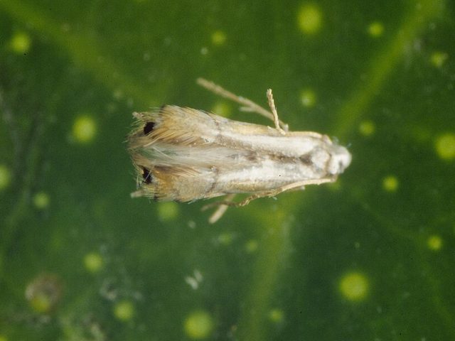 Adulto de minador de los cítricos (Phyllocnistis citrella) posado sobre una hoja