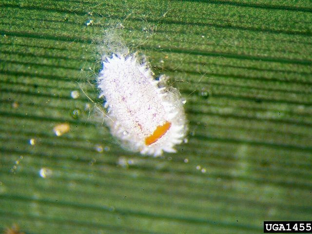 Hembra de cotonet (Planococcus citri) cubierta de cera blanca sobre una hoja