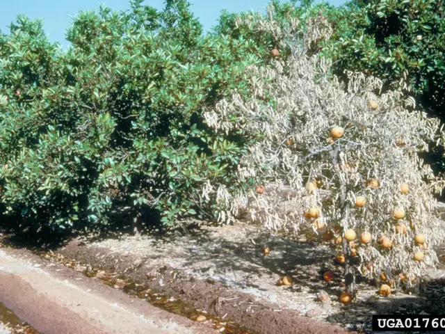 Naranjo seco y sin hojas entre naranjos sanos en una plantación