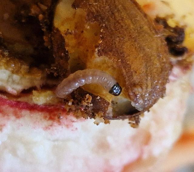 Larva de polilla oriental del melocotonero dentro de un fruto, junto a la pulpa dañada