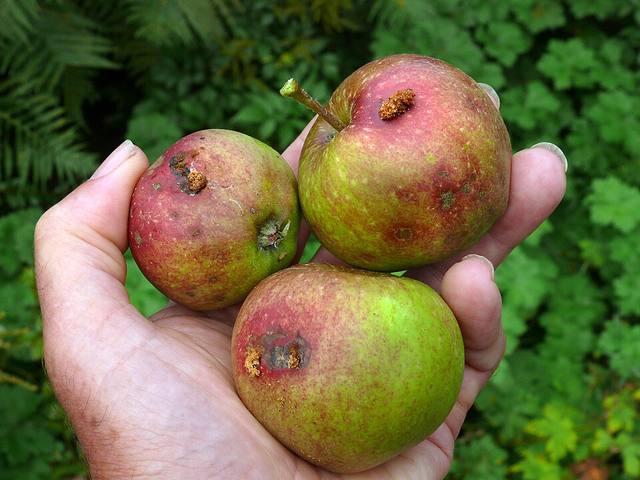 Manzanas con galerías y daño de larvas de carpocapsa