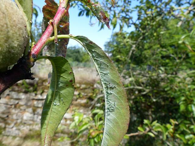 Brote de melocotonero con la hoja enrollada por pulgón verde