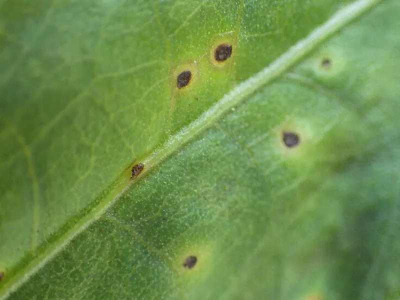 Hoja verde con pequeñas manchas pardo oscuro rodeadas de un halo claro