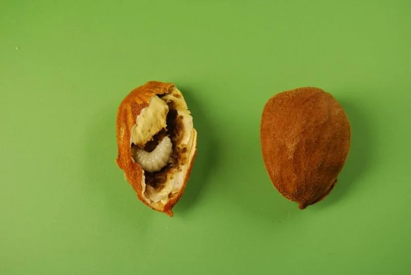 Almendra abierta con una larva blanca dentro, junto a otra almendra entera