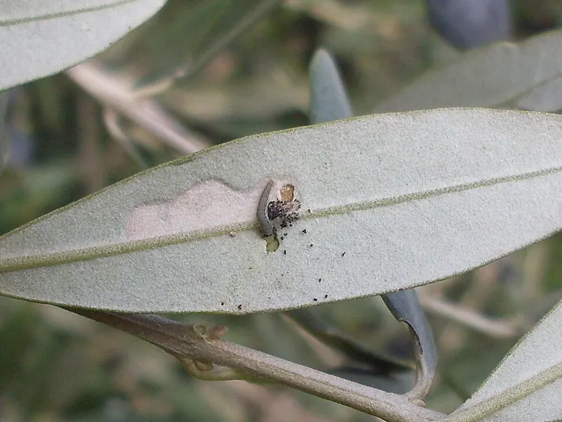 Envés de una hoja de olivo con una zona minada y una larva pequeña junto a restos oscuros