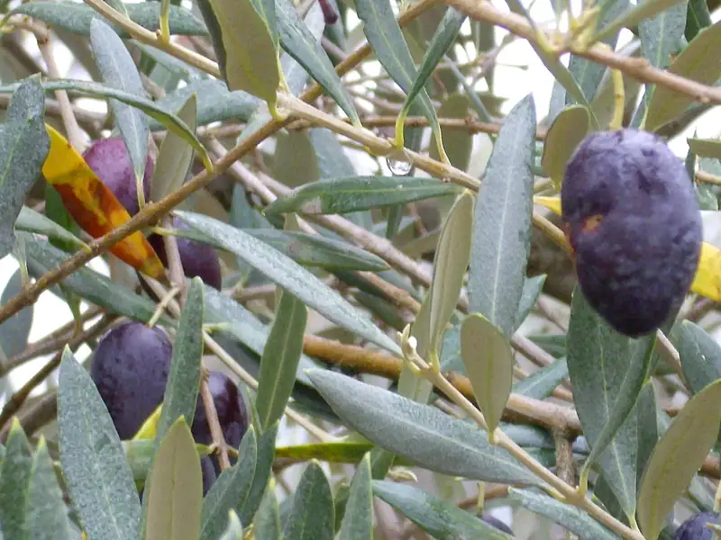 Aceitunas moradas entre hojas de olivo