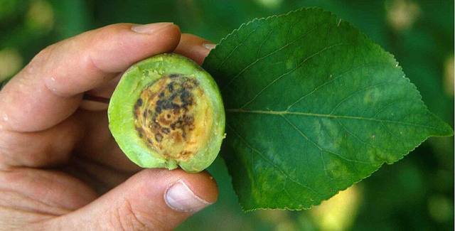 Fruto de albaricoquero abierto con manchas pardas hundidas, junto a una hoja