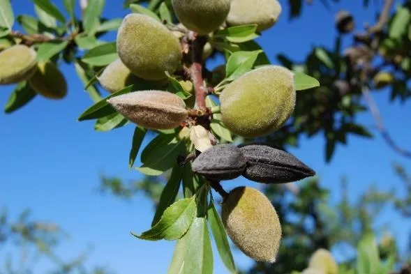 Rama de almendro con almendras verdes y dos almendras negras, momificadas