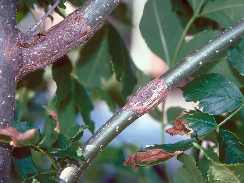Ramas de árbol con zonas de corteza muerta y hojas secas en los extremos