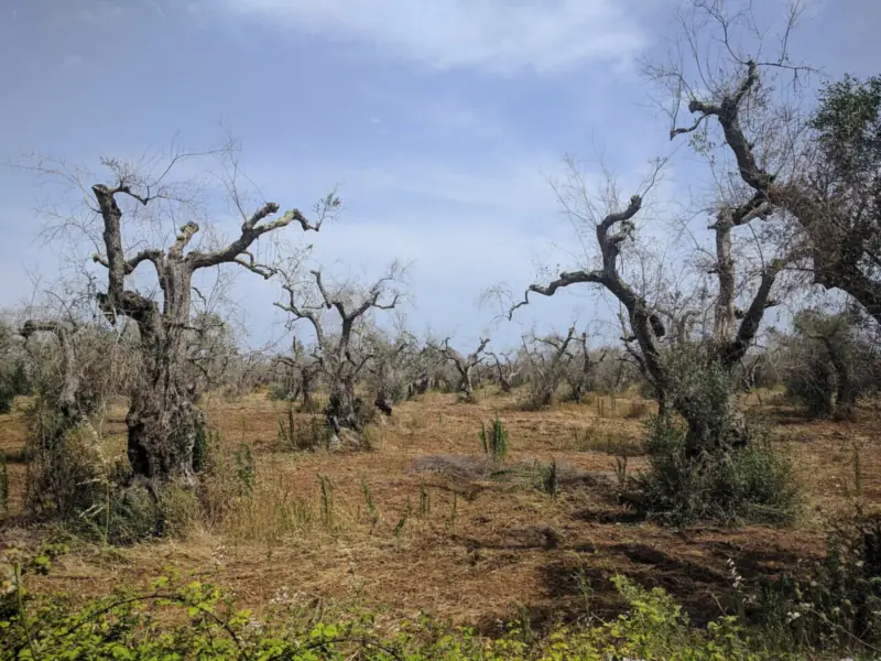 Olivar con olivos viejos sin hojas y con ramas secas bajo un cielo azul con nubes