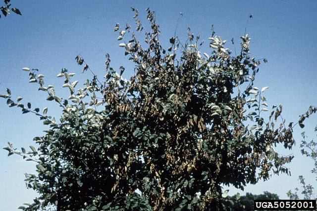 Copa de un árbol con ramillas y hojas secas y ennegrecidas por fuego bacteriano
