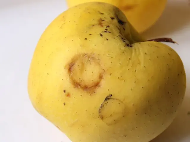 Manzanas amarillas con manchas pardas en forma de anillo en la piel