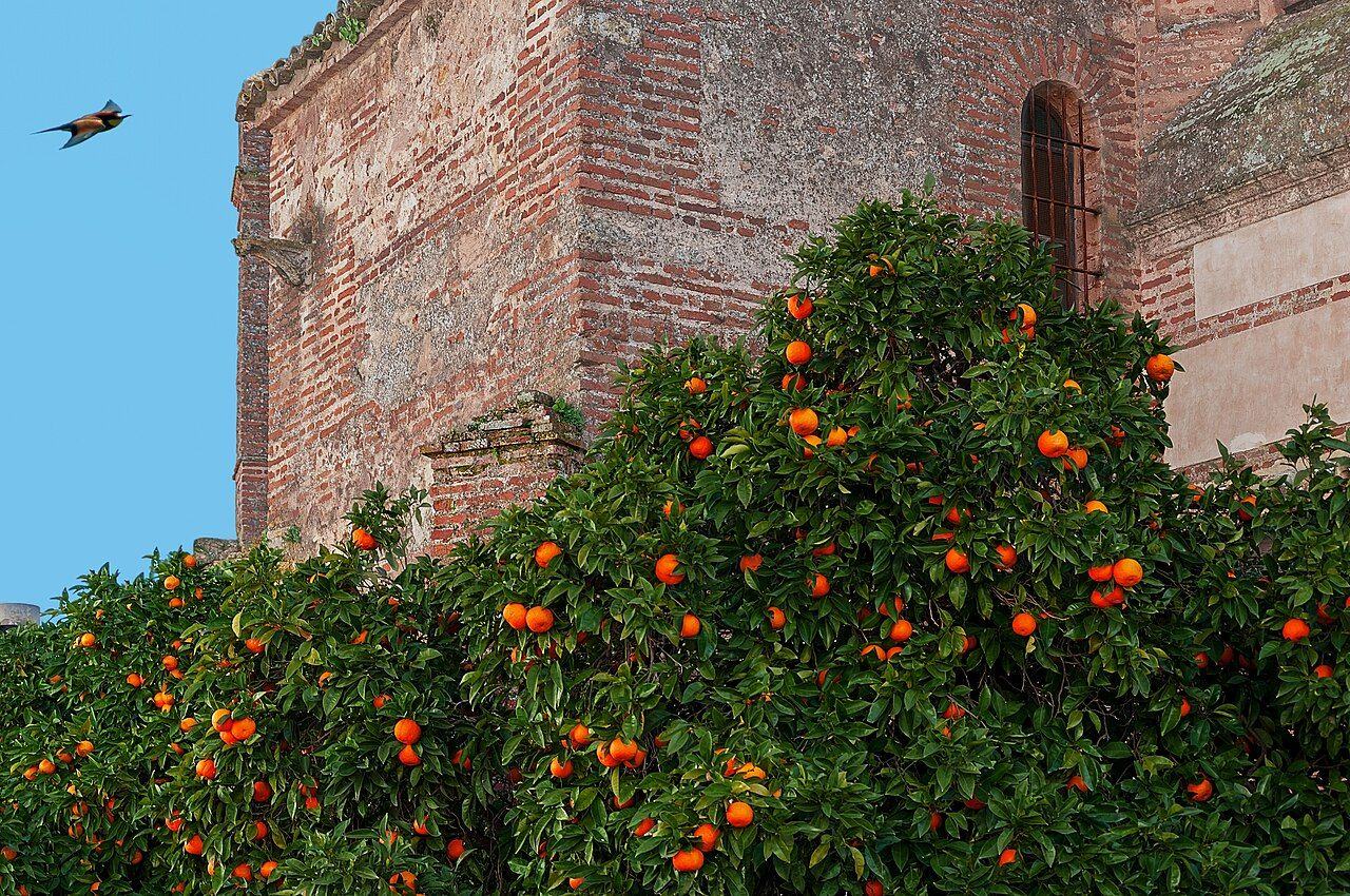 Naranjos cargados de fruta junto a un edificio antiguo