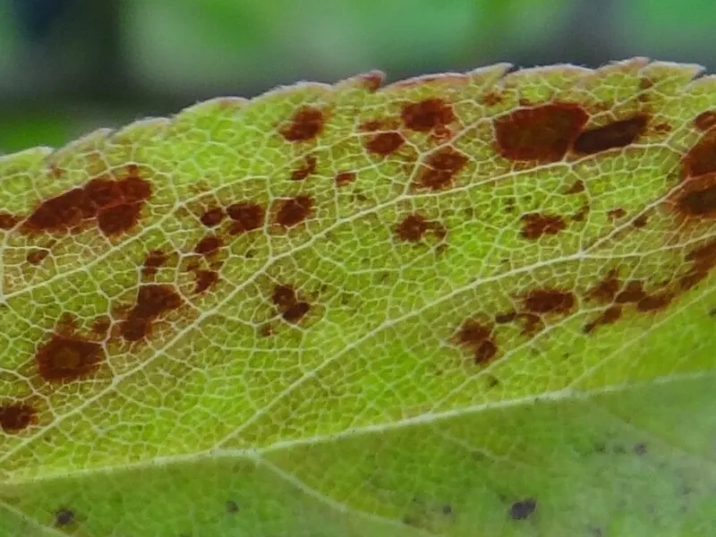 Hoja verdeamarillenta con numerosas manchas pardas angulosas