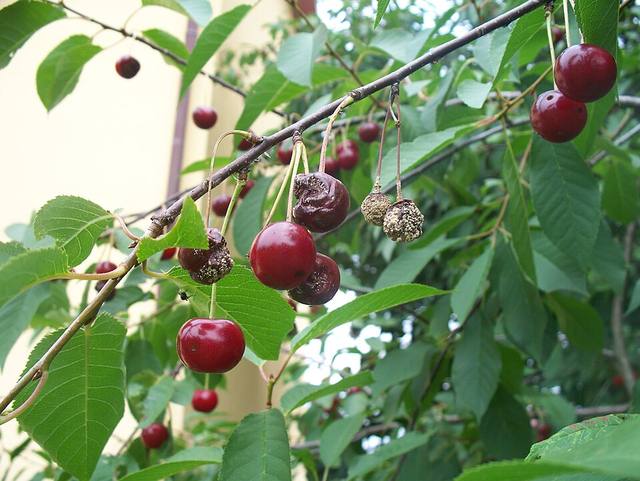 Cerezas podridas y momificadas colgando de una rama