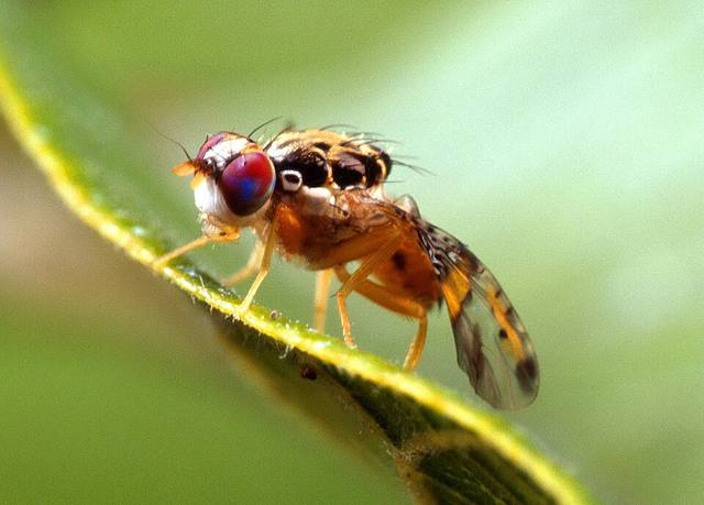 Mosca de la fruta (Ceratitis capitata), adulto posado sobre una hoja