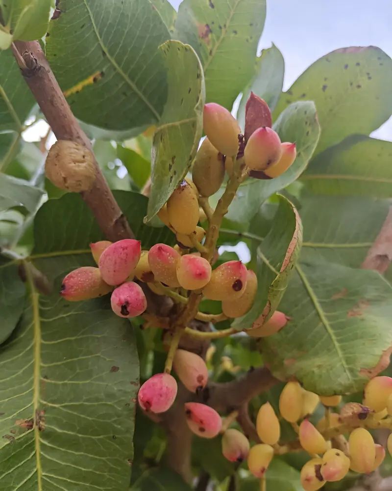 Racimo de pistachos con frutos manchados y un abultamiento en la rama