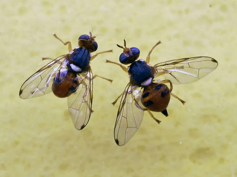 Dos moscas del olivo adultas vistas desde arriba sobre una superficie amarilla, con alas transparentes y abdomen anaranjado con manchas oscuras