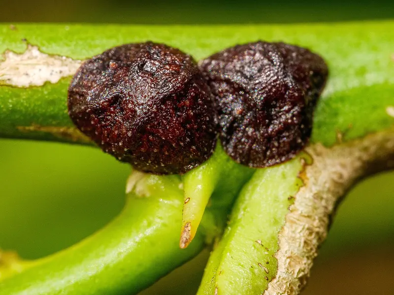 Dos escamas de color marrón oscuro, abultadas y rugosas, pegadas a una ramita verde